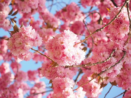 Cherry Blossom, Japanese Cherry, Smell